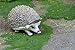 Safari Ltd. Hedgehog Figurine - Detailed 3.5