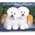 Bichon Frise, For the Love of 2009 Deluxe Wall Calendar (Multilingual Edition)