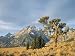 Cluster of Limber Pines Grow in Midst of Field in Front of Cathedral Group in Fall Photographic Poster Print by Jeff Foott, 12x16