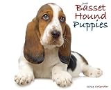 Basset Hound Puppies 2011 Wall Calendar