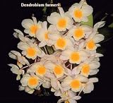 Dendrobium farmeri 31