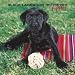   - Black Labrador Retriever Puppies 2008 Wall Calendar