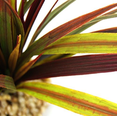 Classic Sea Scapes Sword Grass Multi-Color (Large)