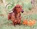 dachshund26 - Dachshund Red Mouse Pad Barbara Augello Collection