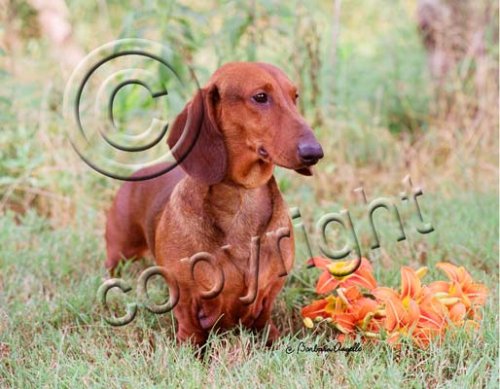 image link -  - B000VE3D3G