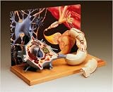 Motor Neuron Diorama