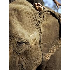 Elephants at Island Jungle Resort Hotel, Royal Chitwan National Park, Terai, Nepal