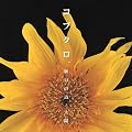 願いの詩/太陽