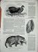 1847 Impeyan Pheasants Jaguar White Swallow Zoological