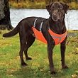 Padded Chest Protector - Dog Chest Protector - Orange - Medium