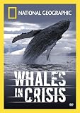 National Geographic - Whales in Crisis