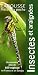 Insectes et araignées