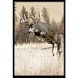 Upstream Images Whitetail Static Wall Graphic