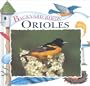 Orioles (Backyard Birds)