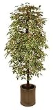 Review i-koncepts Ltd  / 6ft Variegated Ficus with Twisted Natural Stem - Artificial Plant