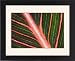 Framed Prints of Indian shot (Canna Durban) leaf from Science Photo Library