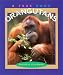 Books : Orangutans (True Books)