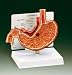 Stomach Model With Key Card-G200