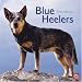 Blue Heelers 2010 Square Wall (Multilingual Edition)