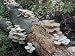 Elm Oyster Mushroom Growing Plugs ~ Grow your own mushrooms for years!