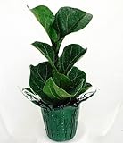 Hirt's Fiddleleaf Fig Tree - Ficus - Great Indoor Tree - 4" Pot/Decorative Cover