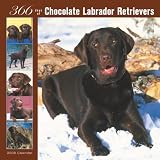 Labrador Retriever, Chocolate 366 Days 2008 Square