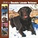 Labrador Retriever, Chocolate 366 Days 2008 Square