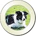 Kitchen & Housewares : BORDER COLLIE On Grass Tax Disc Holder