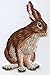 Natural Jack Rabbit Iron on Embroidered Patch