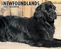 Just Newfoundlands 2007 Calendar