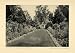 1914 Print Flower Blue Perennial Millfield Brentwood Cottage Home Pathway Design - Original Halftone Print