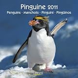 Produkt-Bild: Pinguine 2011, Penguins, Manchots, Pinguini, Ping&uuml;inos/ Brosch&uuml;renkalender