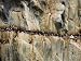 Brunnich's Guillemots, Thick-Billed Murres at a Cliff-Side Colony Photographic Poster...