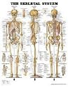 The Skeletal System