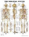 The Skeletal