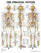 The Skeletal System