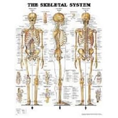 The Skeletal System