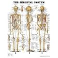 The Skeletal System