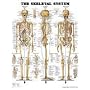 The Skeletal System