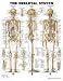 The Skeletal System