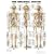 The Skeletal System