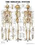 The The Skeletal System Anatomical Chart
