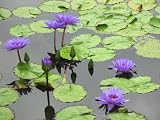 11x14 Digital Art Limited Edition Prints Waterlily Floral Realist Violet Lotus 1