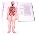 Fold Out Atlas of the Human Body: Three Dimensional Illustrated Replica of the Body with Movable Parts That Show How the Body Works