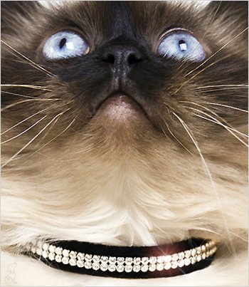 Susan Lanci Cat Collar - Giltmore 2-Row - Black