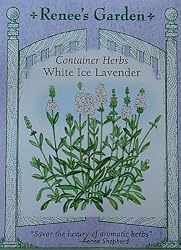 Lavender White Ice Seeds 30 Seeds