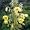 The Himalayan Garden: Growing Plants from the Roof of the World