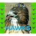 Wild Birds of Prey - Hawks