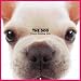 Artlist Collection the Dog 2005 Calendar French Bulldog (Multilingual Edition)