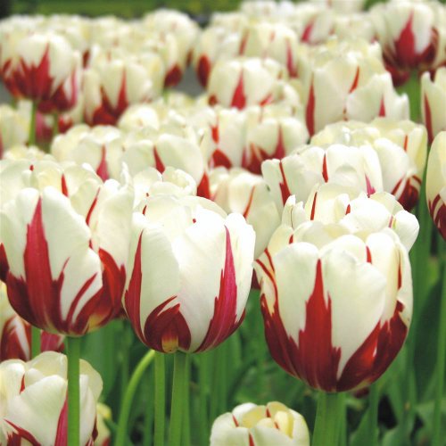 Where to Buy the Best Discount Flower Bulbs? InfoBarrel